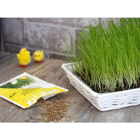 Verso Rye grass 10g easter grass